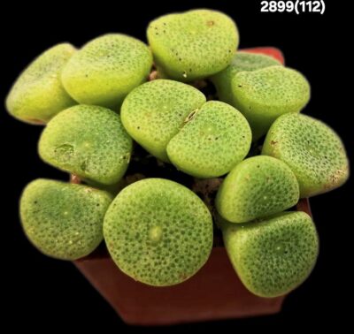 Conophytum ricardianum -Lav 28184 (13h)(3x3)-2899(112)