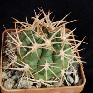Gymnocalycium sp.