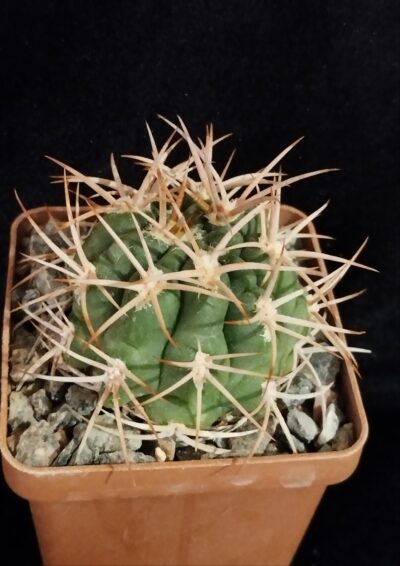 Gymnocalycium sp.