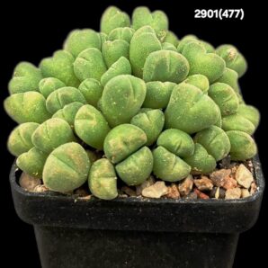 Conophytum hians -VD 5581 (5x5)-2901(477)
