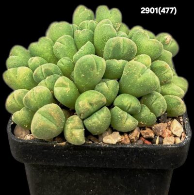Conophytum hians -VD 5581 (5x5)-2901(477)