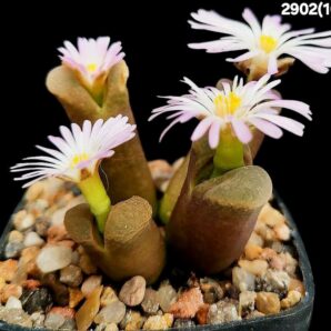 Conophytum sp. Springbok (Opthalmophyllum) -COP 303-047 (4h)(5x5)-2902(161)
