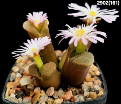 Conophytum sp. Springbok (Opthalmophyllum) -COP 303-047 (4h)(5x5)-2902(161)
