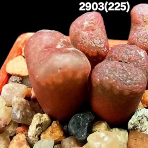 Conophytum pellucidum var. cupreatum -SB 888, COP 52-1 (4h)(3x3)-2903(225)