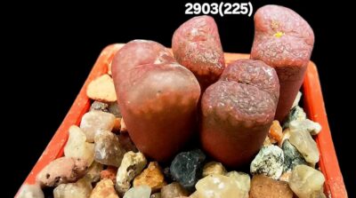 Conophytum pellucidum var. cupreatum -SB 888, COP 52-1 (4h)(3x3)-2903(225)