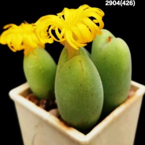 Conophytum meyeri aff. -Blesberg, MG (4h)(3x3)-2904(426n)