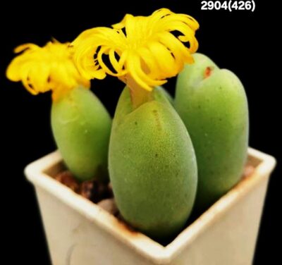 Conophytum meyeri aff. -Blesberg, MG (4h)(3x3)-2904(426n)