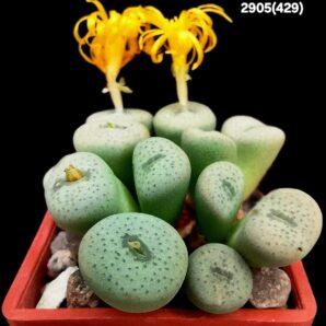 Conophytum flavum -Umdaus, TS (11h)(3x3)-2905(429)