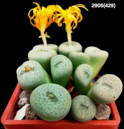 Conophytum flavum -Umdaus, TS (11h)(3x3)-2905(429)