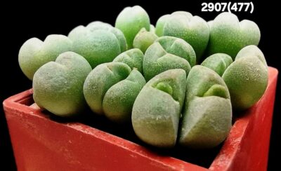 Conophytum hians- VD 5581, (3x3)-2907(477) - Зображення 2