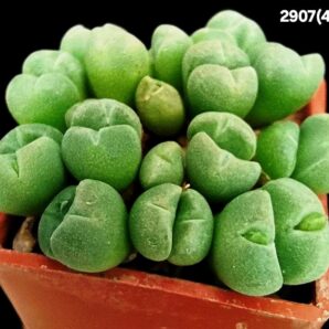 Conophytum hians- VD 5581, (3x3)-2907(477)