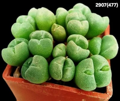 Conophytum hians- VD 5581, (3x3)-2907(477)