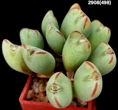 Conophytum meyeri `leopardinum` -VD 5612 (12h)(3x3)-2908(498) - Зображення 2