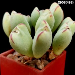 Conophytum meyeri `leopardinum` -VD 5612 (12h)(3x3)-2908(498)