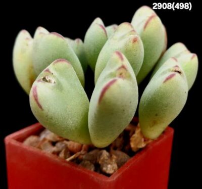 Conophytum meyeri `leopardinum` -VD 5612 (12h)(3x3)-2908(498)