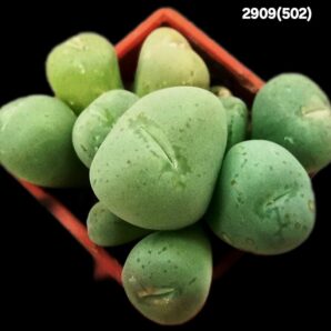 Conophytum uviforme -s.n.7km S of Blomberg Pass (3x3)- 2909(502)