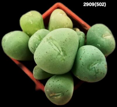 Conophytum uviforme -s.n.7km S of Blomberg Pass (3x3)- 2909(502)