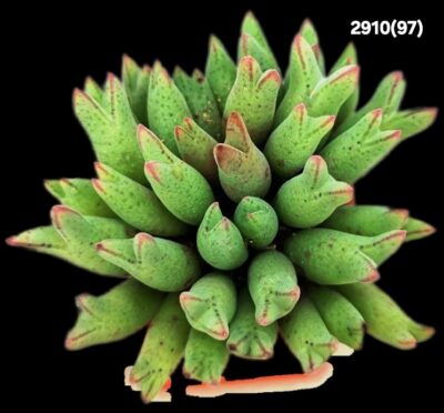 Conophytum blandum -ARM 985 (3x3)-2910(97) - Зображення 2