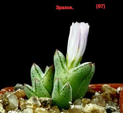 Conophytum blandum -ARM 985 (3x3)-2910(97) - Зображення 3