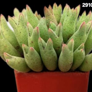 Conophytum blandum -ARM 985 (3x3)-2910(97)