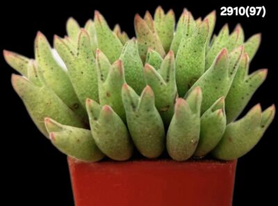 Conophytum blandum -ARM 985 (3x3)-2910(97)