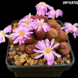 Conophytum taylorianum ssp. taylorianum -SH 1484, (cl.2) (5x5)-2911(472)