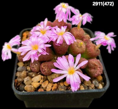 Conophytum taylorianum ssp. taylorianum -SH 1484, (cl.2) (5x5)-2911(472)