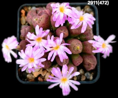 Conophytum taylorianum ssp. taylorianum -SH 1484, (cl.2) (5x5)-2911(472) - Зображення 2