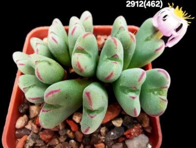 Conophytum chauviniae -MBB 2792 (15h)(5x5)-2912(462) - Зображення 2