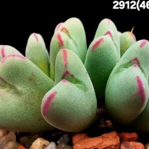 Conophytum chauviniae -MBB 2792 (15h)(5x5)-2912(462)