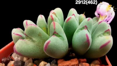 Conophytum chauviniae -MBB 2792 (15h)(5x5)-2912(462)