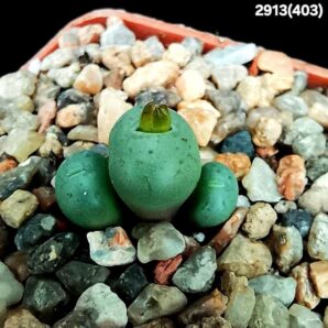 Conophytum minimum `batesii`- ex Bates, COP 14-2 (3h)(3x3)- 2913(403)