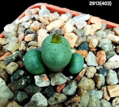 Conophytum minimum `batesii`- ex Bates, COP 14-2 (3h)(3x3)- 2913(403)