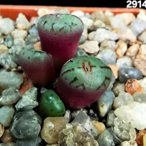 Conophytum ficiforme `Assimile` -VD 5354, COP 13-63 (4h)(5x5) - 2914