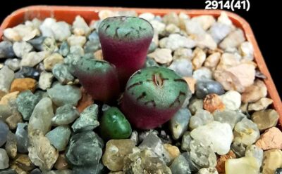 Conophytum ficiforme `Assimile` -VD 5354, COP 13-63 (4h)(5x5) - 2914