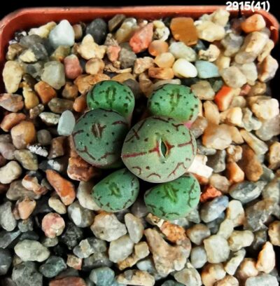 Conophytum ficiforme ssp. uviforme `Assimile` -VD 5354, COP 13-63 (6h)(5x5)-2915(41) - Зображення 2