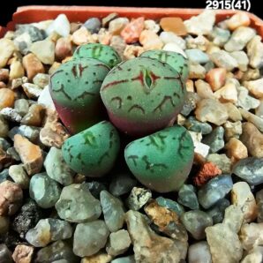 Conophytum ficiforme ssp. uviforme `Assimile` -VD 5354, COP 13-63 (6h)(5x5)-2915(41)