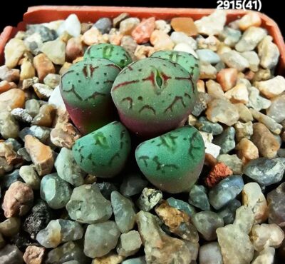 Conophytum ficiforme ssp. uviforme `Assimile` -VD 5354, COP 13-63 (6h)(5x5)-2915(41)