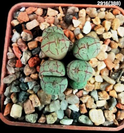 Conophytum minimum `scitulum` -ex J. Schneider, COP 298-3, (Cl.1) (7h)(5x5)-2916(388) - Зображення 2