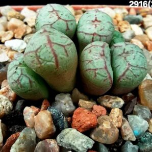 Conophytum minimum `scitulum` -ex J. Schneider, COP 298-3, (Cl.1) (7h)(5x5)-2916(388)