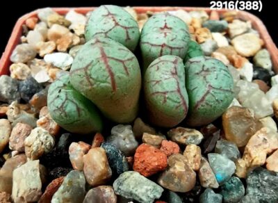 Conophytum minimum `scitulum` -ex J. Schneider, COP 298-3, (Cl.1) (7h)(5x5)-2916(388)