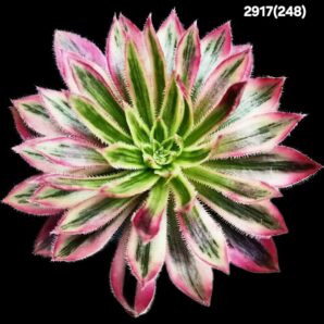 Aeonium `Firecracker` fa. variegata (D plant=8см)-2917(248)