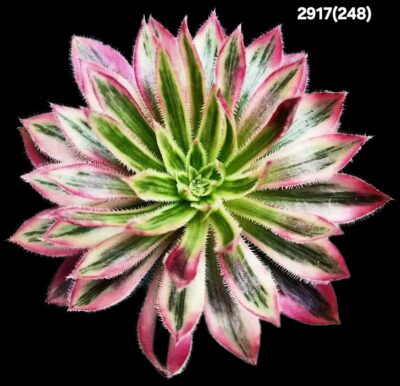 Aeonium `Firecracker` fa. variegata (D plant=8см)-2917(248)