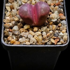 Lithops optica cv. Rubra (F3) - MG 1685.5 (5x5)-2920(512)