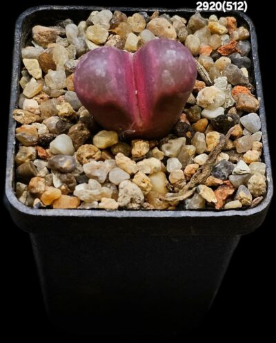 Lithops optica cv. Rubra (F3) - MG 1685.5 (5x5)-2920(512)