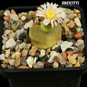 Conophytum maughanii ssp. armeniacum COP 297-2 (5x5)- 2921(177)