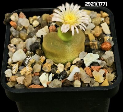Conophytum maughanii ssp. armeniacum COP 297-2 (5x5)- 2921(177)