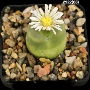 Conophytum maughanii (aff.) (fa.) -COP 169-041 (5x5)- 2922(83)