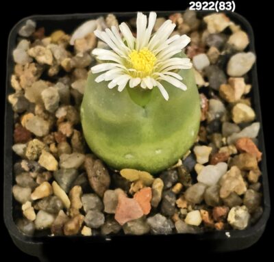 Conophytum maughanii (aff.) (fa.) -COP 169-041 (5x5)- 2922(83)