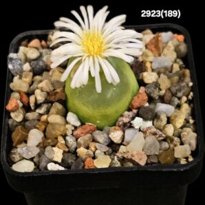 Conophytum maughanii ssp. latum -E Umdaus, COP 166-7 (5x5)-2923(189)